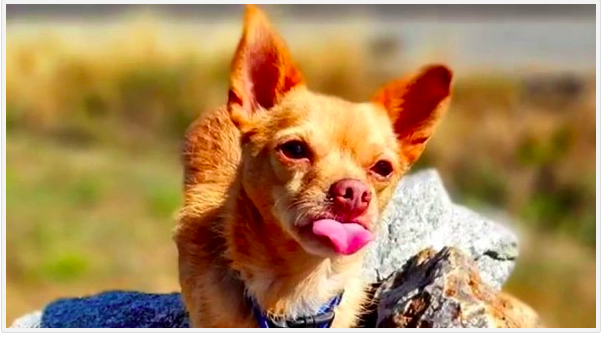 insanely honest pet adoption ad